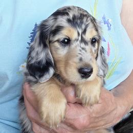 Toffee Candy - Dapple male Dachshund puppy in Grants Pass, Oregon from vom Treuen Wachter