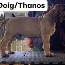 Mastiff Puppies from Rahas Mastiffs