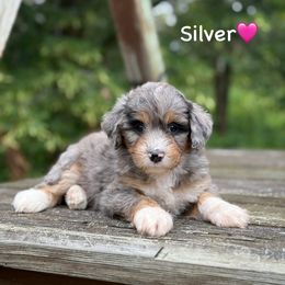 Silver - Blue merle female Aussiedoodle puppy in Lancaster, Minnesota from Finney Ranch