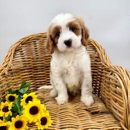 Orion - Blenheim male Cavapoo puppy in Beresford, South Dakota from DAKOTA DOOD RANCH