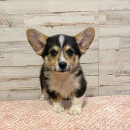 Sam - Black and tan male Pembroke Welsh Corgi puppy in Mc Cammon, Idaho from Sunny J Corgis and Mini Americans