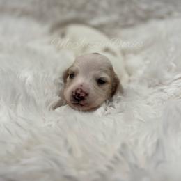 Cashew - Piebald male Dachshund puppy in Chehalis, Washington from McJazzin Doxies