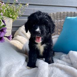 Bernedoodle Puppies from Pleasant Creek Minibernedoodles