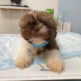 Tiger - Gold and white male Shih Tzu puppy in Azusa, California from RJ Shih Tzu lover