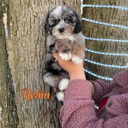 Robin - Blue merle female Bernedoodle puppy in Mount Vernon, Missouri from PoodlelyDoodlely