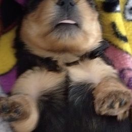 Yorkshire Terrier Puppies from Perfect Paws