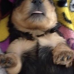 Yorkshire Terrier Puppies from Perfect Paws
