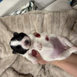 Pomeranian Puppies from ThePomPack
