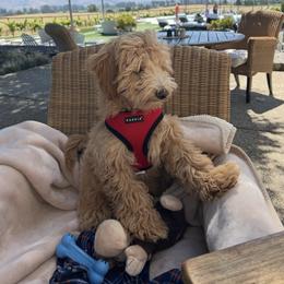 Bernedoodle and Goldendoodle All Grown Up from Dainty Doodle Dogs