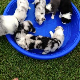 Australian Shepherd Puppies from Sandollar Aussies