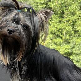 Yorkshire Terriers from Nalley Kennels