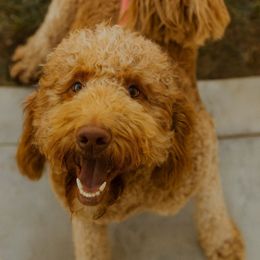 Nugget - Goldendoodle