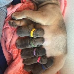 French Bulldog Puppies from Keisha Freeman