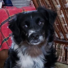 Roxy - Miniature Australian Shepherd