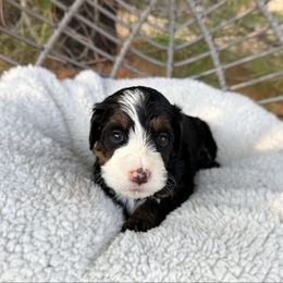 Wilder - Tri-color male Bernedoodle puppy in Wamego, Kansas from Doodles of Oz