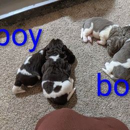 Boy 2 - White and brown male Newfoundland puppy in Sugarcreek, Ohio from Wrinkles Rare Newfoundlands