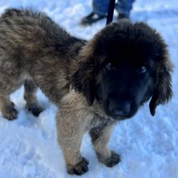 Leonberger and Miniature Australian Shepherd Puppies from Bear Pond Aussies / Leonbergers of Maine