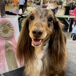 bob - Dachshund