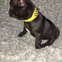 French Bulldog Puppies from Absolute Frenchie Connection