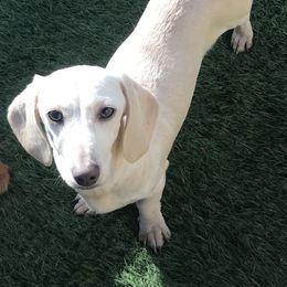 Stella - Dachshund