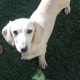 Stella - Dachshund