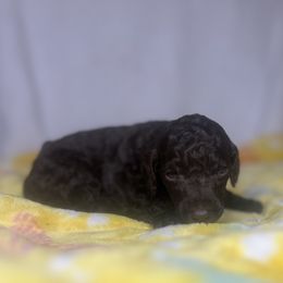 Libby - Brown female Poodle puppy in Wolf Creek, Oregon from Dejah Bleu Kennels