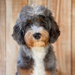 Stan - Bernedoodle