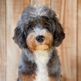 Stan - Bernedoodle