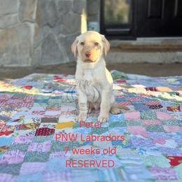 Peter - Yellow male Labrador Retriever puppy in Rogue River, Oregon from PNW Labradors