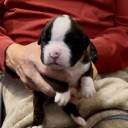 Flashy brindle - Brindle male Boxer puppy in Sultan, Kansas from Aphrodite Boxers Von Kesler Haus