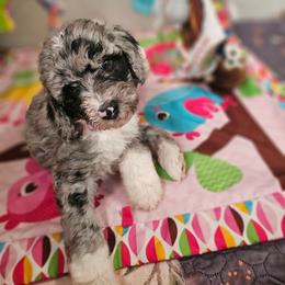 Katie - Blue merle female Sheepadoodle puppy in Willacoochee, Georgia from Kitandkboodle's Doodles