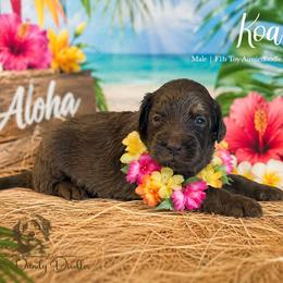 Koa - Red male Aussiedoodle puppy in Roebuck, South Carolina from Dani's Dandy Doodles