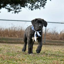Boy 2 - male Cane Corso puppy in Choctaw, Oklahoma from Emerald Cane Corso