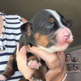 Black tri female - Tri-color female Bernedoodle puppy in Lincoln, Nebraska from GRand Doodles