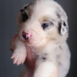 Sugar - Blue merle female Australian Shepherd puppy in Georgetown, Texas from River Reign Australian Shepherds
