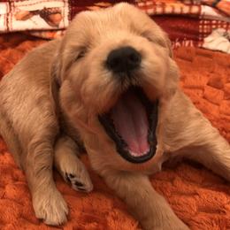 Orange - Apricot female Goldendoodle puppy in Medina, Ohio from Farmer Doodles