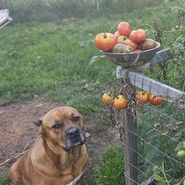 GINGER - Cane Corso