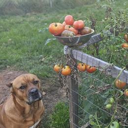 GINGER - Cane Corso