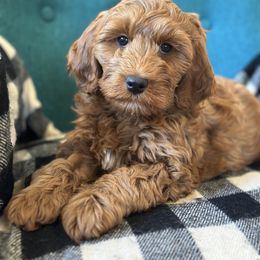 Girl 4 - Red  female Goldendoodle puppy in Glendale, Arizona from Follow Your Bliss Doodles