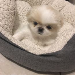 Shih Tzu Puppies from Sarayas Shih Tzus