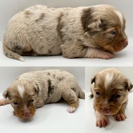 Red Merle female 2 - Red merle female Toy Australian Shepherd puppy in Brooker, Florida from Honey, I Shrunk the Aussies