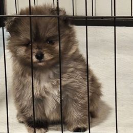 Layla - Blue merle female Pomeranian puppy in West Sacramento, California from Northern Cali Pomskies