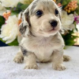 Westin (No breeders or breeding homes allowed) - Dapple male Dachshund puppy in Fayetteville, North Carolina from RRD