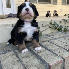 Macy - Black rust and white female Bernese Mountain Dog puppy in Fountain, North Carolina from Stargirl Bernese Mountain Dogs