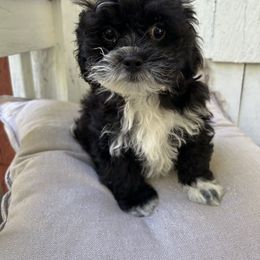 Tommy - Black male Shihpoo puppy in Boston, Massachusetts from London's puppies