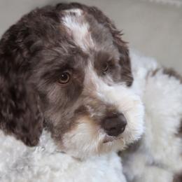 Dooley - Goldendoodle