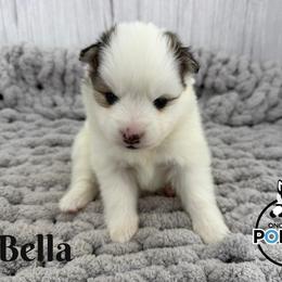 Bella - Black and white female Pomsky puppy in Eastman, Georgia from Once Upon A Pomsky