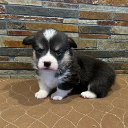 Boy 5 - Black and tan male American Corgi puppy in Visalia, California from VIP Stables