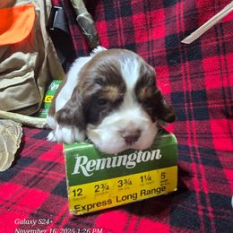 St. Nick - Liver white and tan male English Springer Spaniel puppy in Saginaw, Michigan from Kemerer Springers
