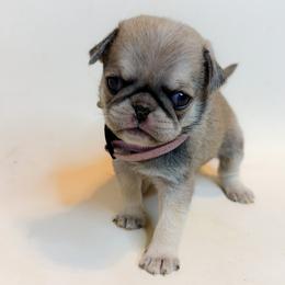 Lila (orange) - Cream female Pug puppy in Hereford, Arizona from Broken Road Ranch Pugs